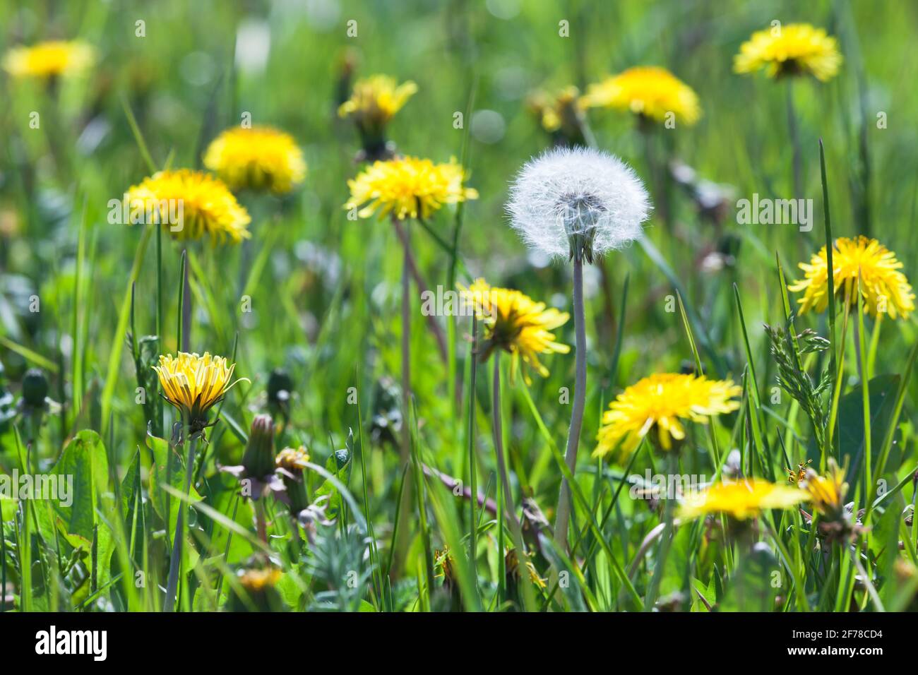 Une fleur de pissenlit blanche et douce parmi les fleurs jaunes culture sur un pré d'été Banque D'Images