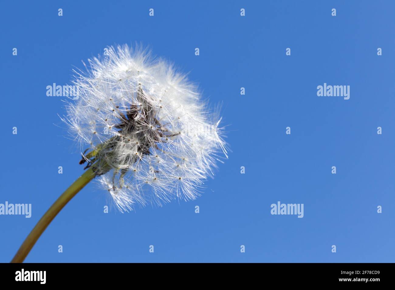 Fleur de pissenlit blanche sur fond bleu ciel, gros plan avec mise au point sélective Banque D'Images