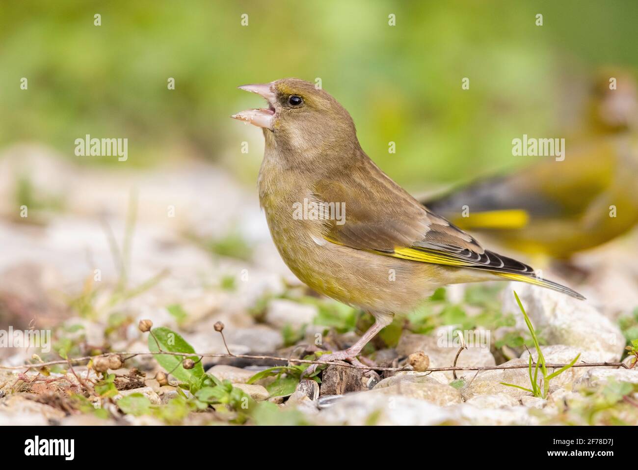 European Greenfinch (Carduelis chloris), vue latérale d'une femme adulte debout au sol, Campanie, Italie Banque D'Images