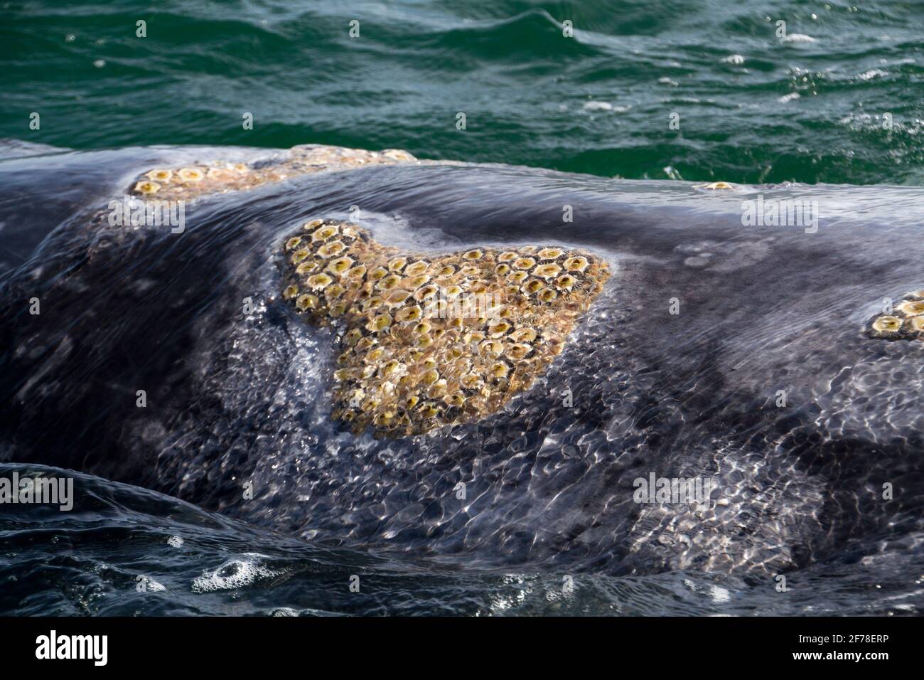 Parasites des baleines grises Banque D'Images