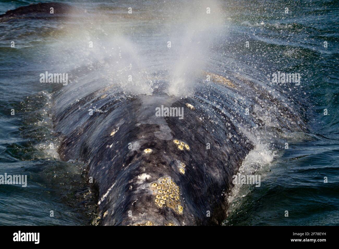 Respiration de baleine grise Banque D'Images