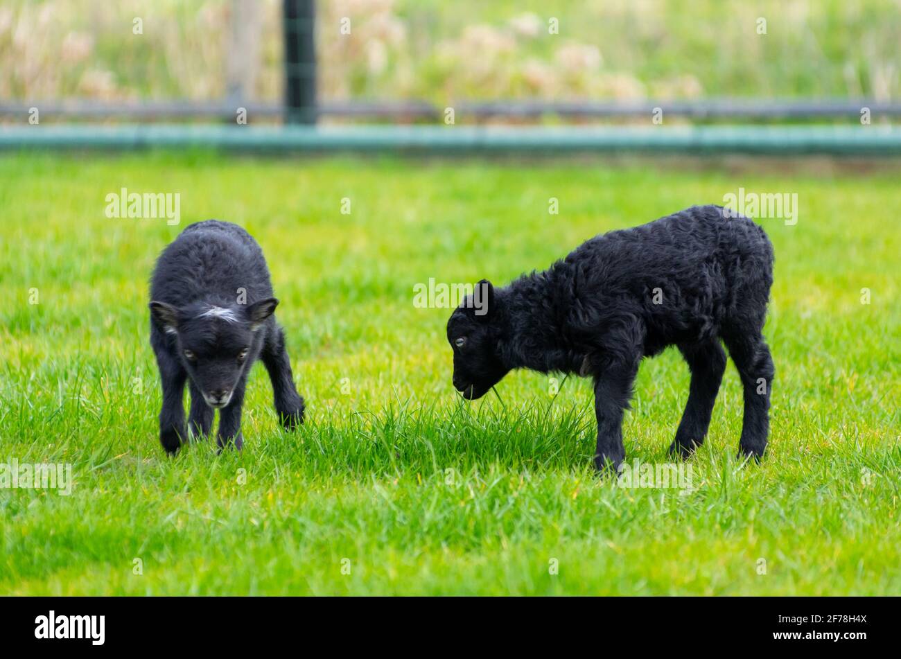 Petits agneaux Ouessant noirs dans la prairie. L'agriculture de loisir. Le printemps Banque D'Images