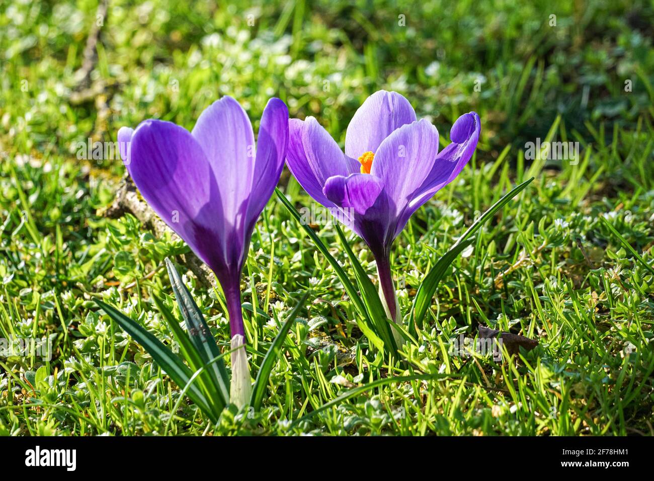 les crocus violets fleurissent sur les prairies d'herbe sous le soleil du début du printemps Banque D'Images