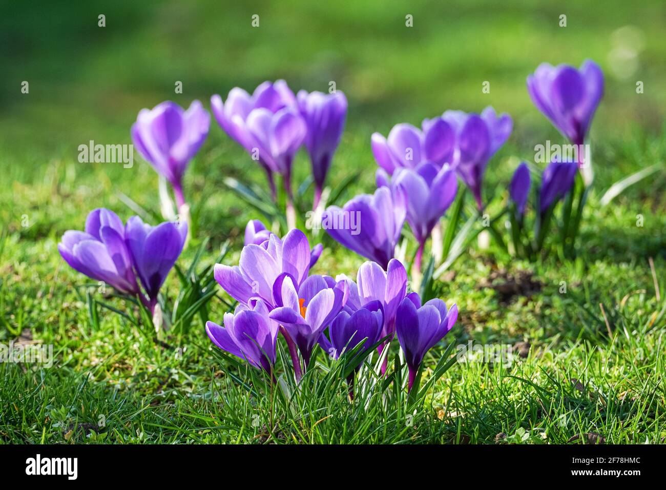 les crocus violets fleurissent sur les prairies d'herbe sous le soleil du début du printemps Banque D'Images