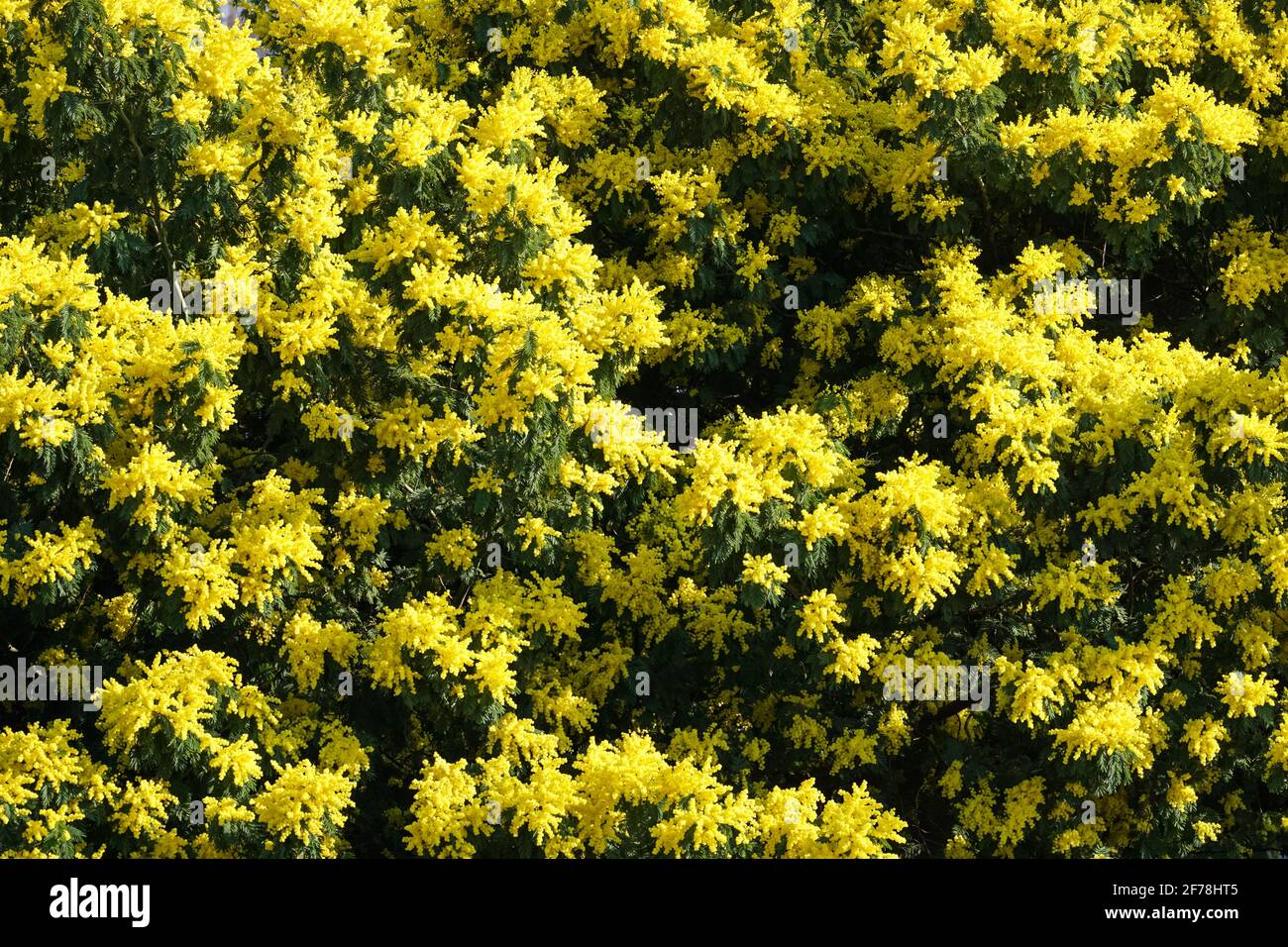 Fleurs en fleurs de l'arbre Mimosa scabrella Banque D'Images