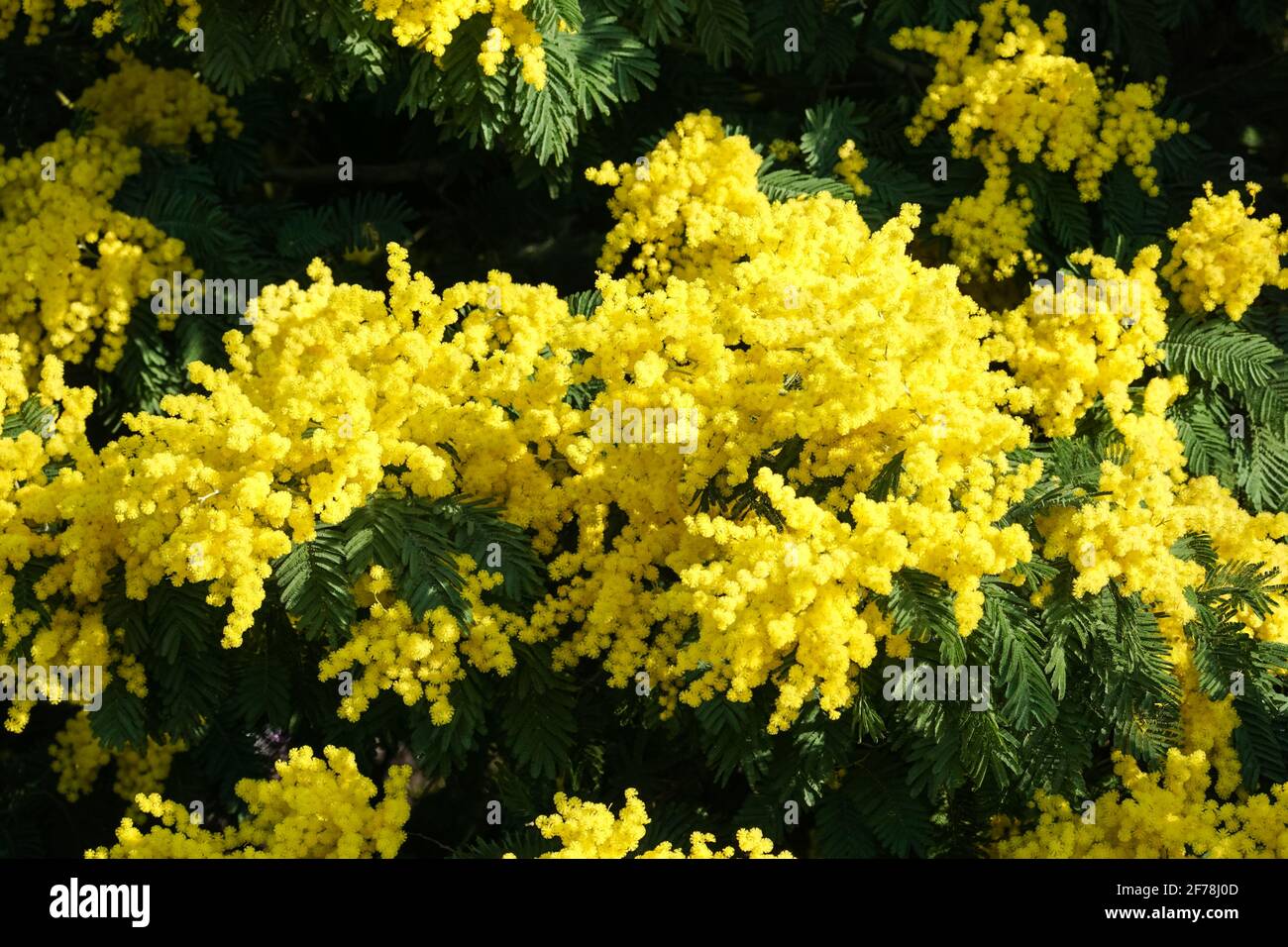 Fleurs en fleurs de l'arbre Mimosa scabrella Banque D'Images