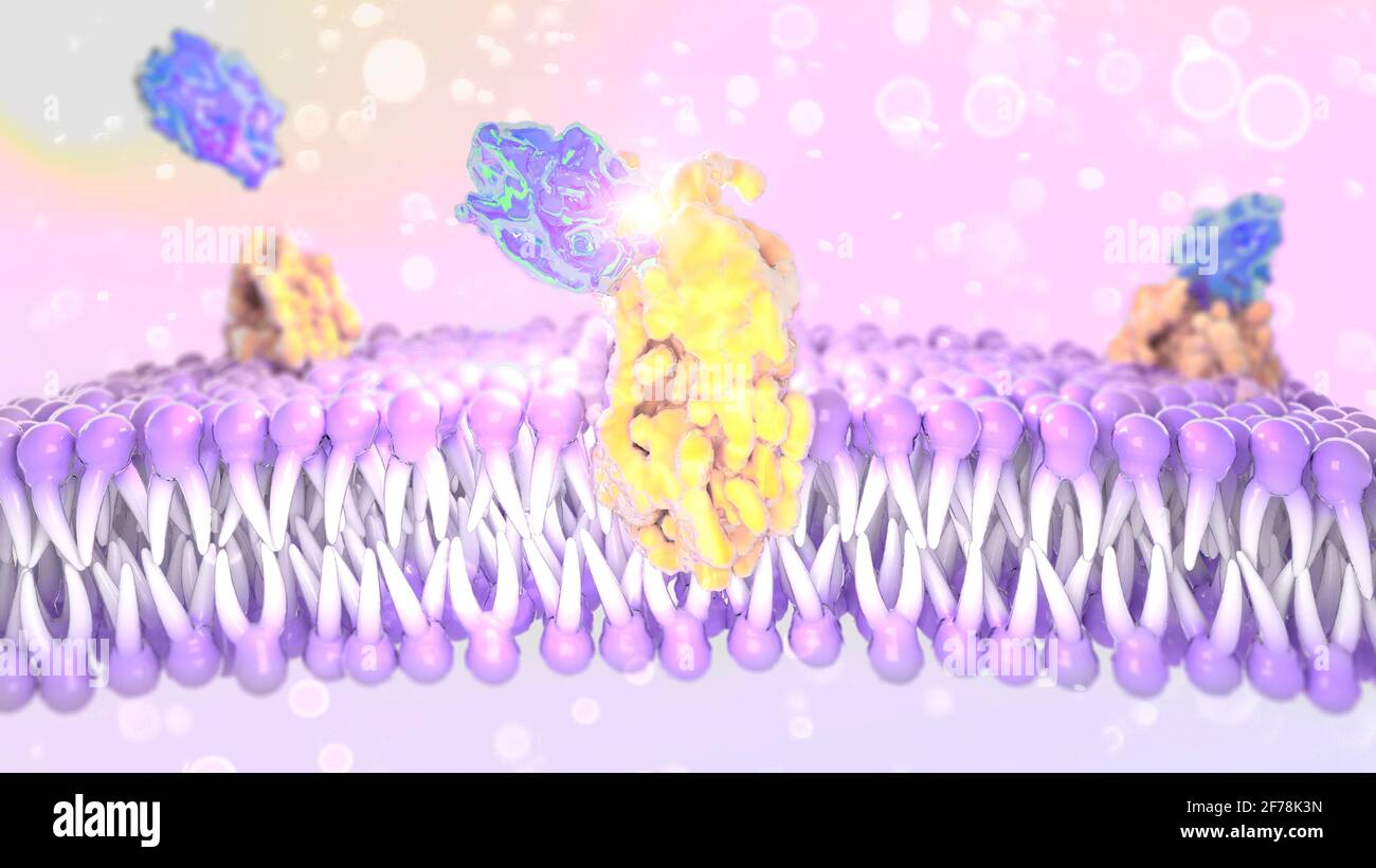 Structure de la membrane plasmique d'une cellule. Lipides et graisses sous un microscope. rendu 3d Banque D'Images