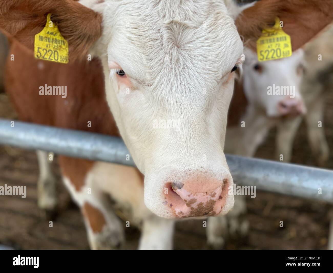 Gros plan d'une vache laitière Simmental dans les alpes autrichiennes avec des étiquettes d'oreille jaune. Banque D'Images