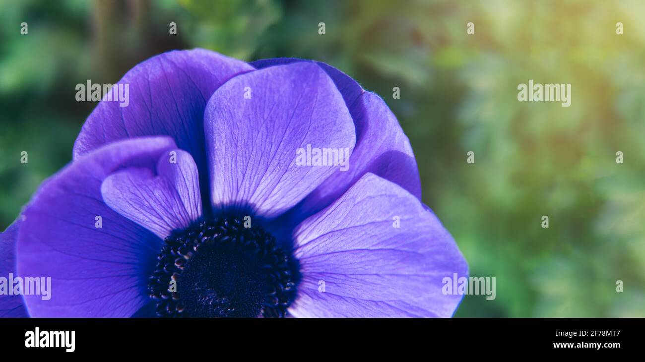 Vue de dessus bleu Anemone coronaria 'Mr. Fleur de Fokker sur fond vert. Macro. Bannière large horizontale. Carte d'été à motif fleuri. Banque D'Images