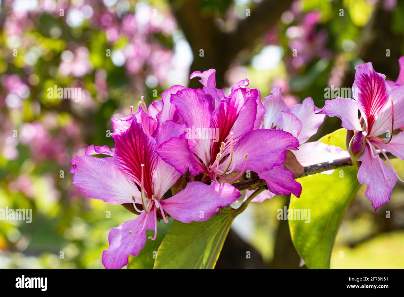 Bauhinia variegata est une espèce de plante à fleurs de la famille des légumineuses, les Fabaceae. Il est originaire de Chine, d'Asie du Sud-est et du sous-continent indien. Commo Banque D'Images