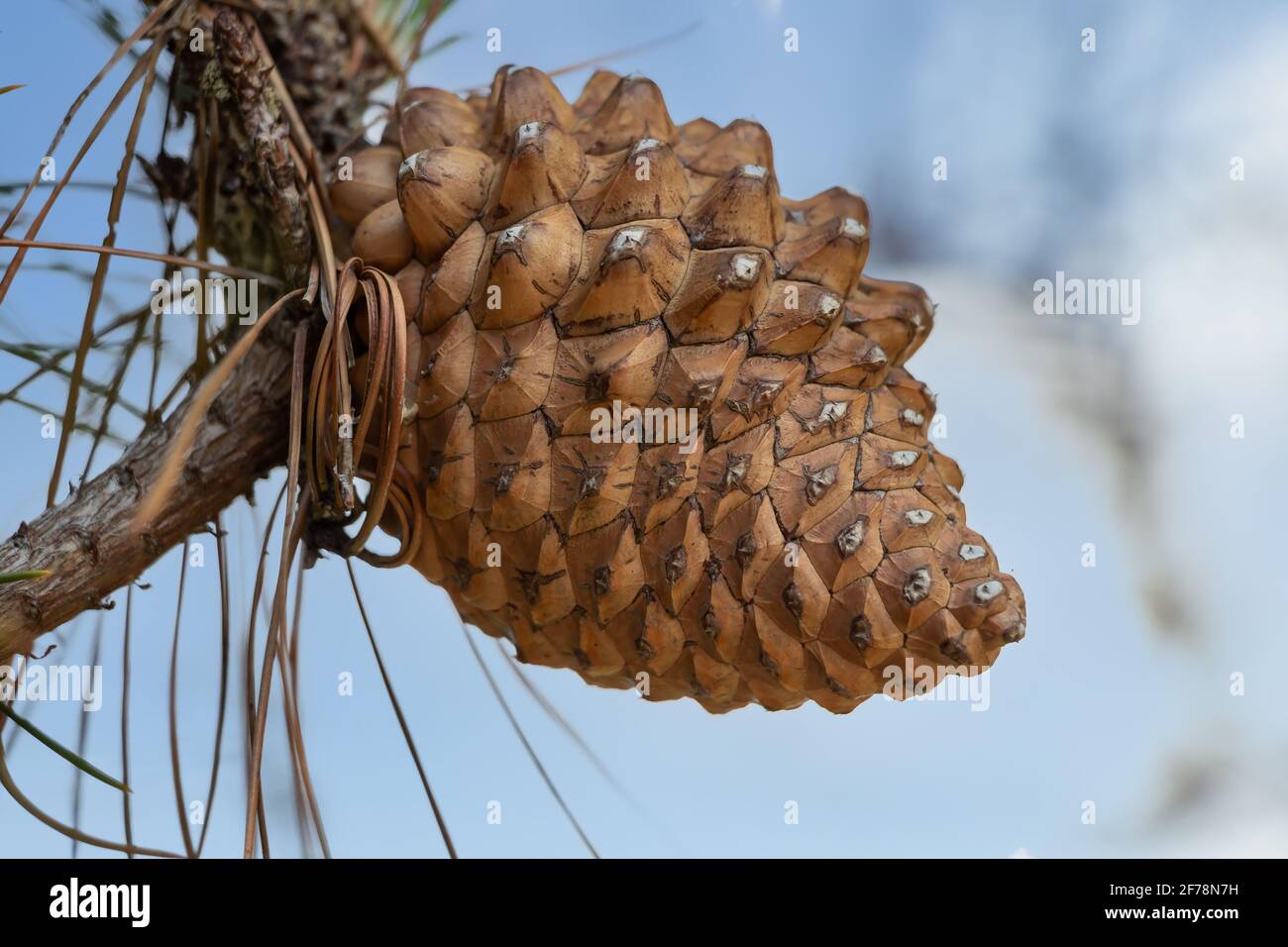 Le cône de pin d'un Pinus radiata, le pin de Monterey, l'insignis ou le pin de radiata, est une espèce indigène de la côte centrale de la Californie et du Mexique (Guadalup Banque D'Images