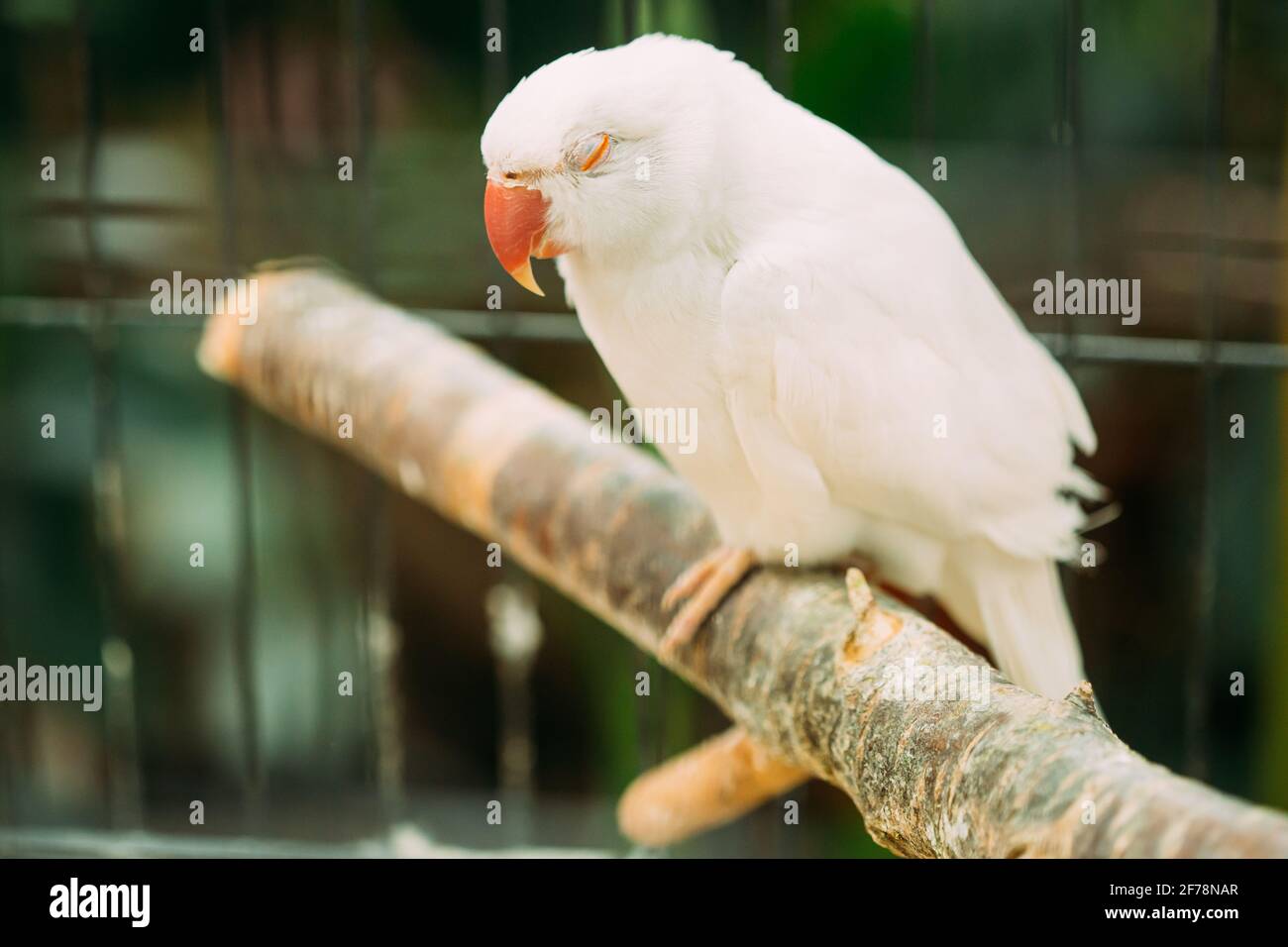 Le Parakeet à roserrade dormant, également connu sous le nom de Parakeet à col annulaire au zoo. Oiseau sauvage dans la cage Banque D'Images