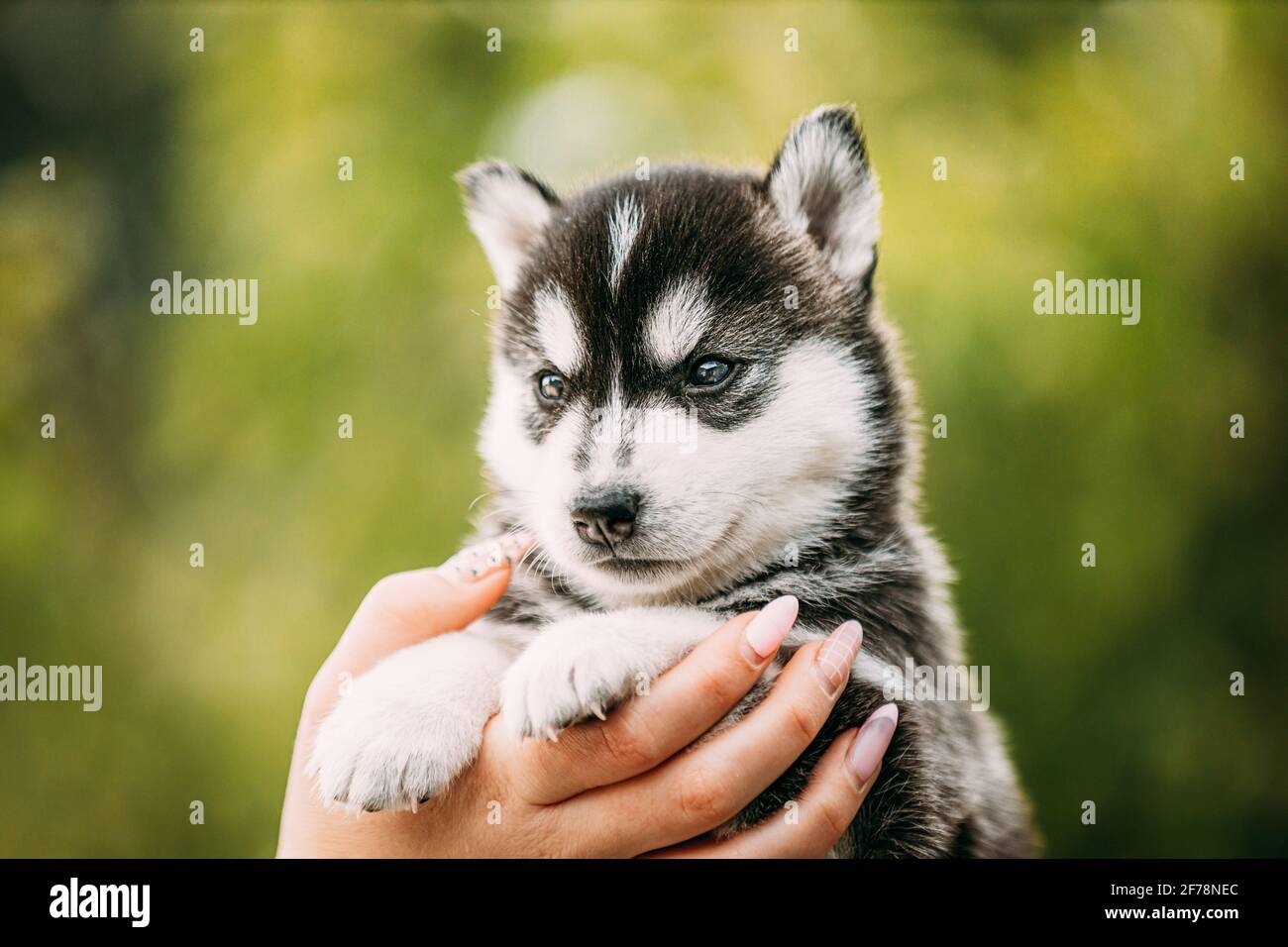 Husky Puppy de quatre semaines de couleur blanc-gris-noir assis entre les mains de Propriétaire Banque D'Images