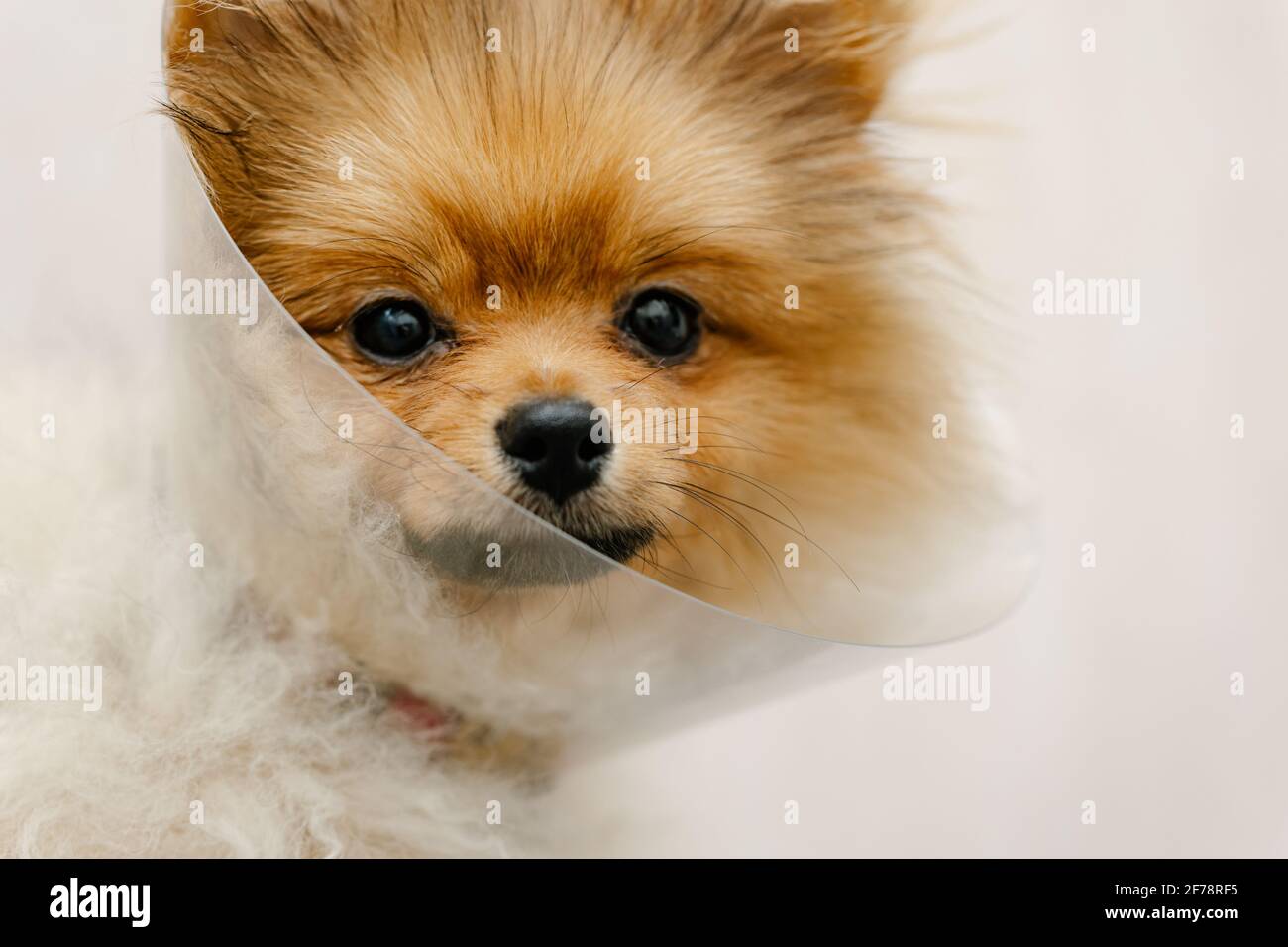 Chien pomeranien triste en col élisabéthain, cône en plastique, protection médicale de l'animal. Copier l'espace Banque D'Images