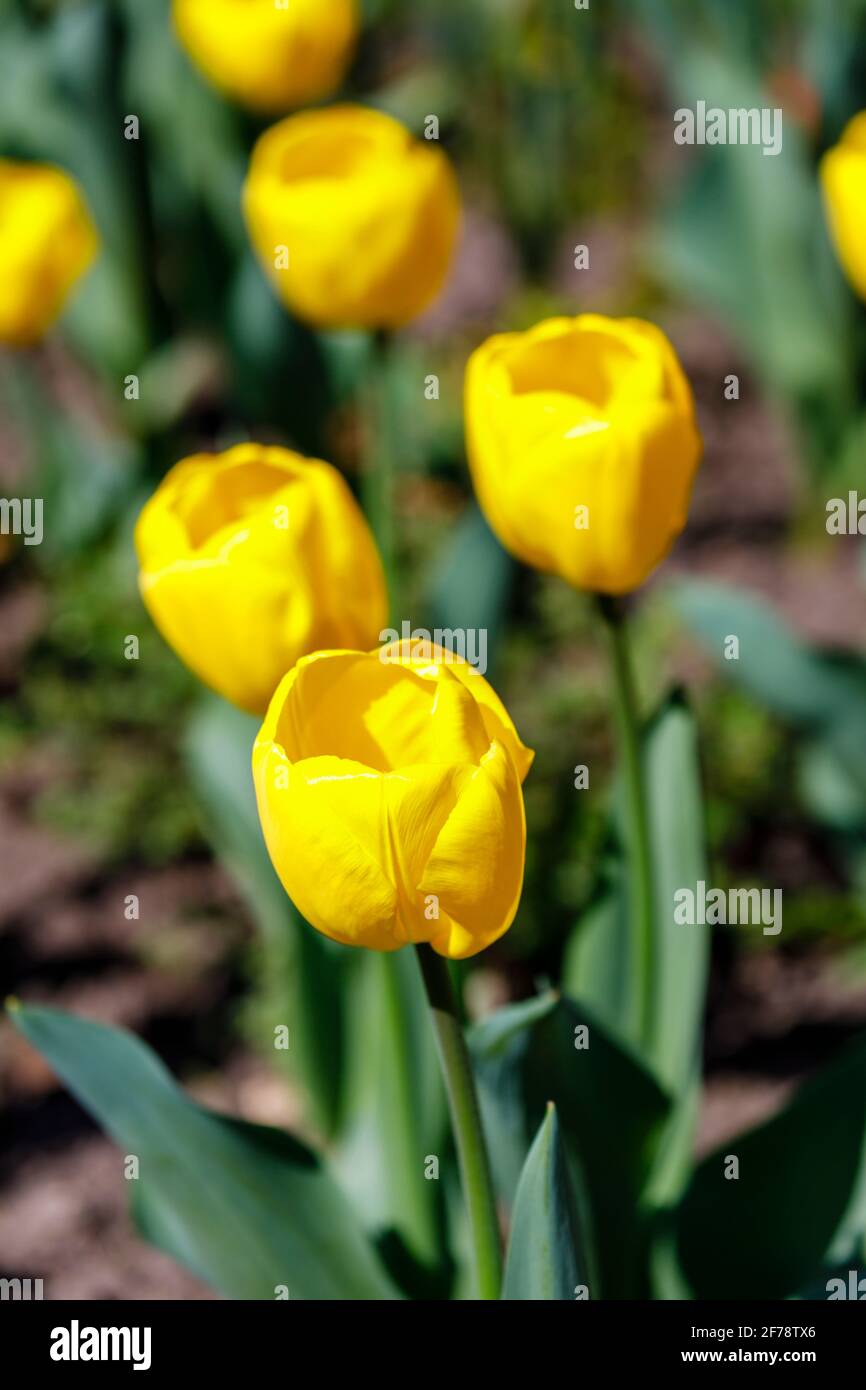 Jaune doré floraison mi-saison darwin hybride tulipe 'Golden Apeldoorn' en fleur dans un jardin à Surrey, au sud-est de l'Angleterre au printemps Banque D'Images