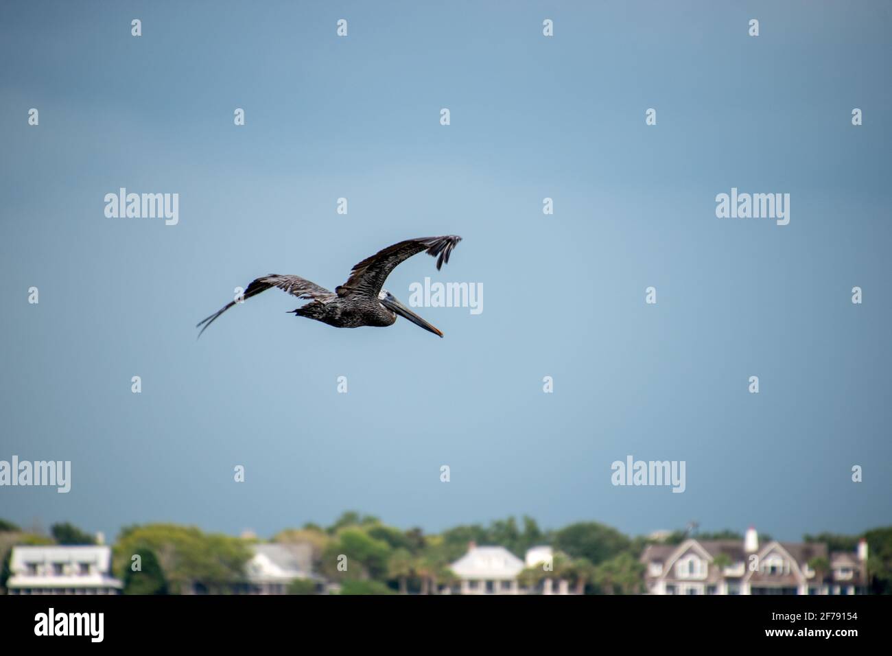 Un seul pélican volant dans le port de Charleston avec Sullivan's. Île en arrière-plan Banque D'Images