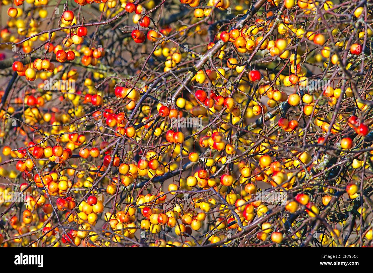 Branches de l'arbronnier à fruits (Malus) portant des fruits à l'automne. Banque D'Images