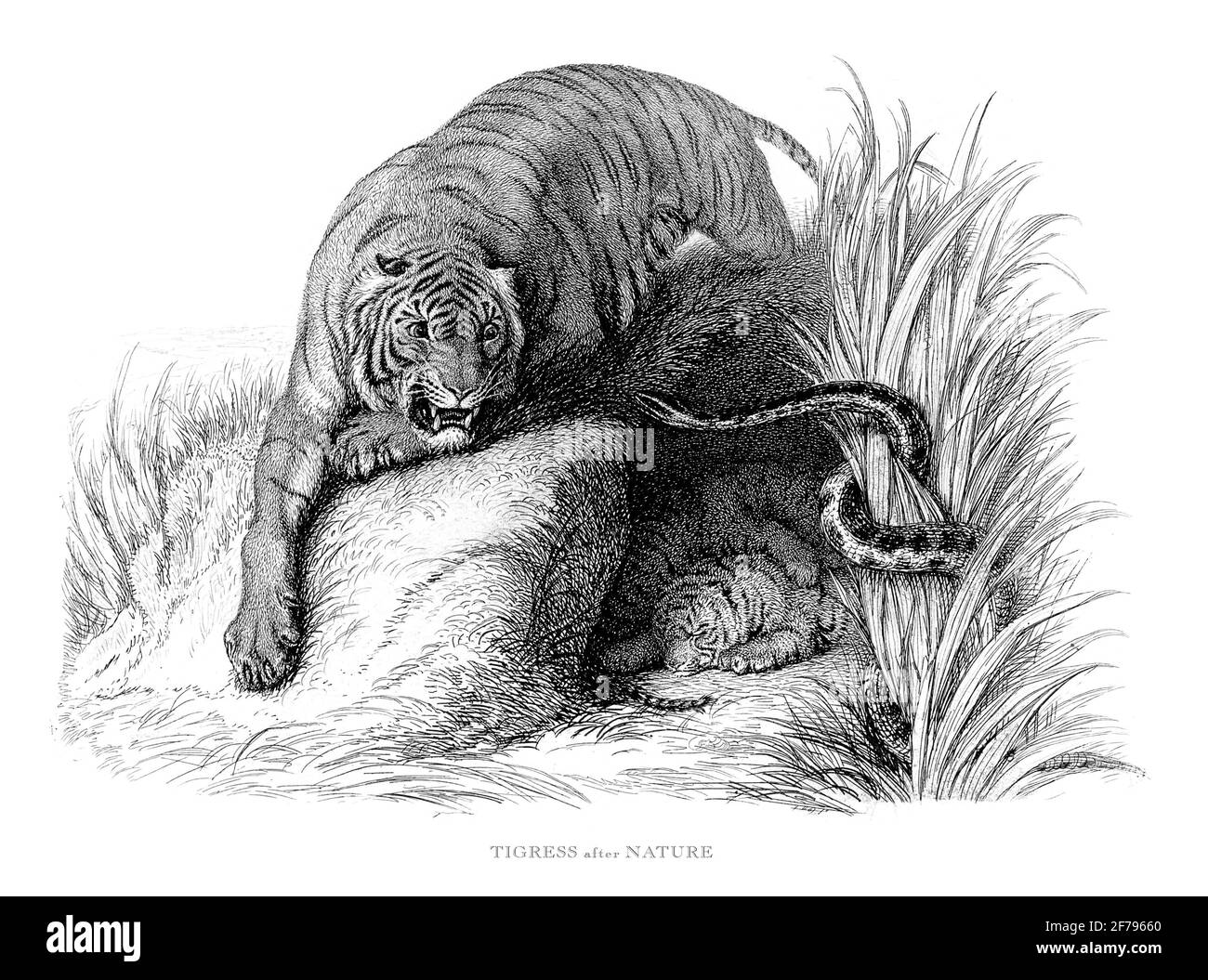 Tigre femelle, tigress avec un serpent dans la nature gravé Illustration Banque D'Images