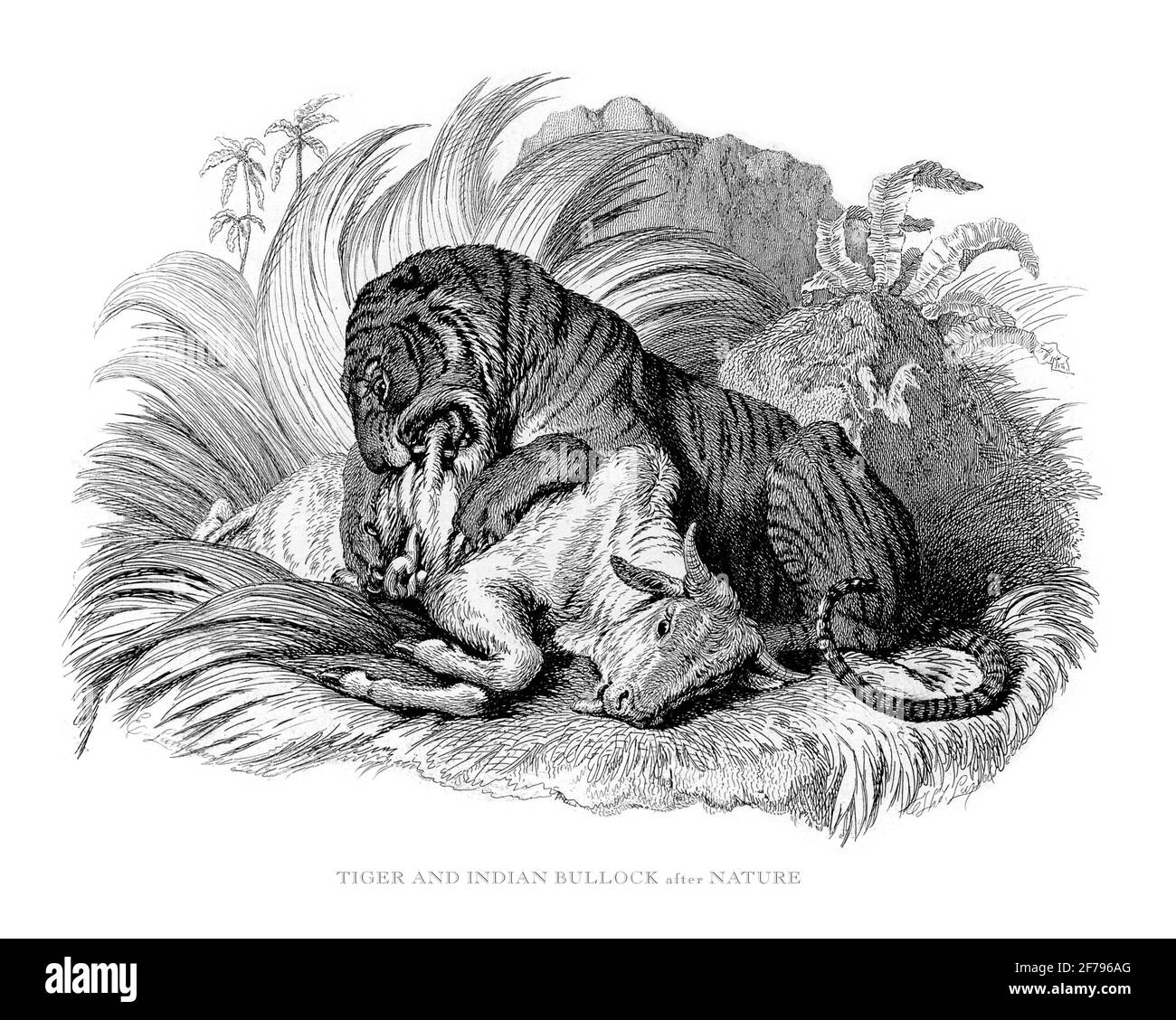 Illustration gravée de tigre et de taureau indien Banque D'Images