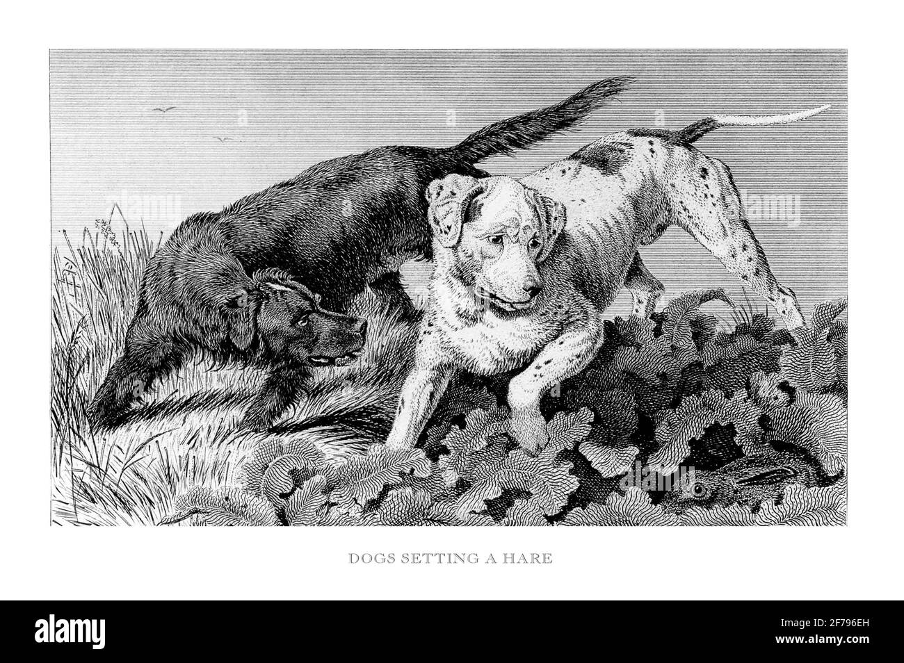 Chiens de chasse ayant un lièvre gravé Illustration Banque D'Images