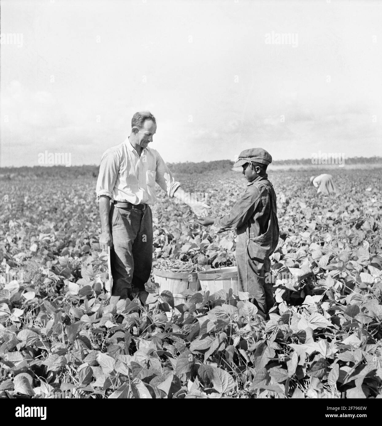 Garçon de neuf ans recevant vingt cents pour un panier de haricots qu'il a cueillis pour Contract Farmer, Homestead, Floride, États-Unis, Marion Post Wolcott, Administration américaine de la sécurité agricole, janvier 1939 Banque D'Images