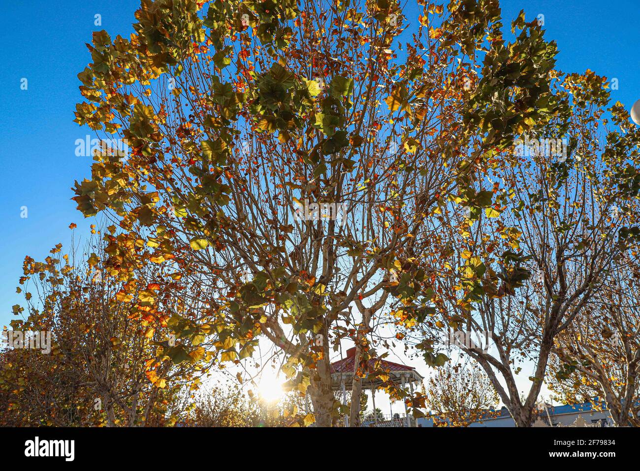 Huachineras, Sonora, Mexique, automne. Jaune rouge vert feuilles. Objet de la nature ... (Photo de Luis Gutierrez / Norte photo) Huachineras, Sonora, Mexico.Otoño. Hojas de color verde rojo amarillo. Ojeto de la naturaleza... (Photo par Luis Gutierrez / Norte photo) Banque D'Images