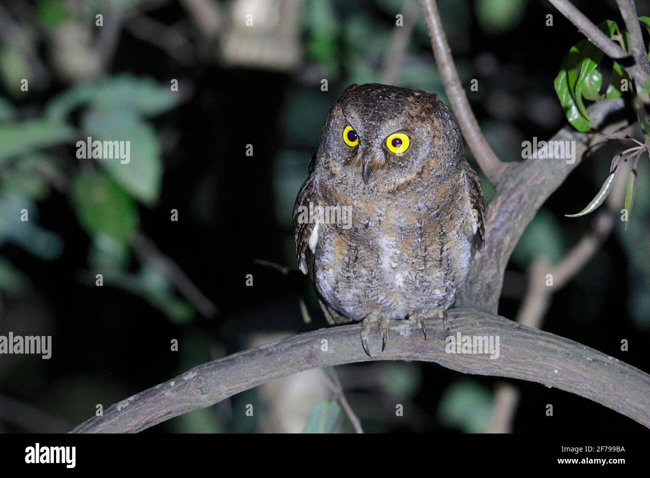 Ryukyu Scops Owl (Otus elegans), nouveaux Territoires, Hong Kong 16 mars 2021 Banque D'Images