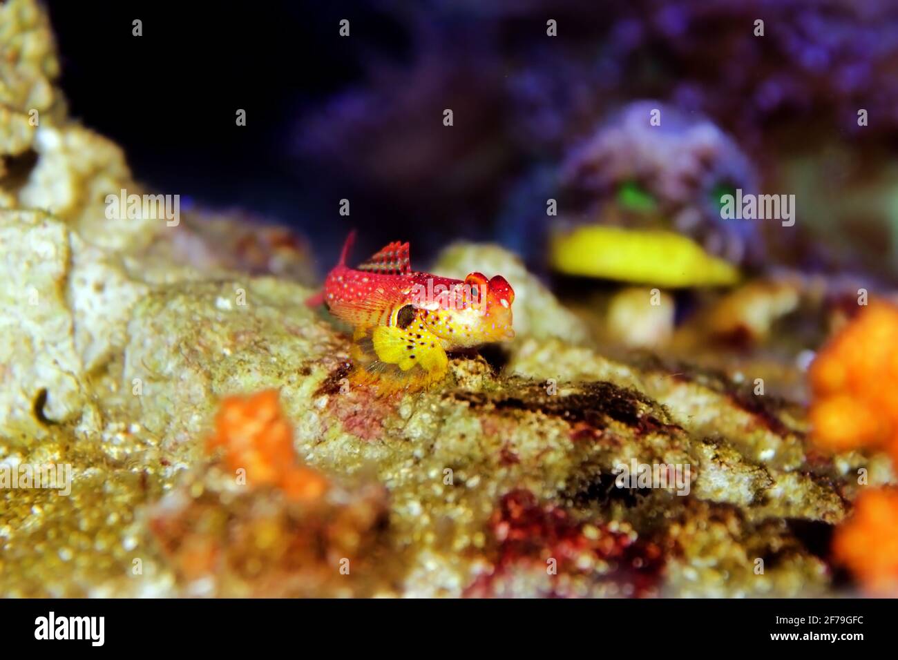 Poisson blenny à l'écume de fleurs - (Synchiropus sycorax) Banque D'Images