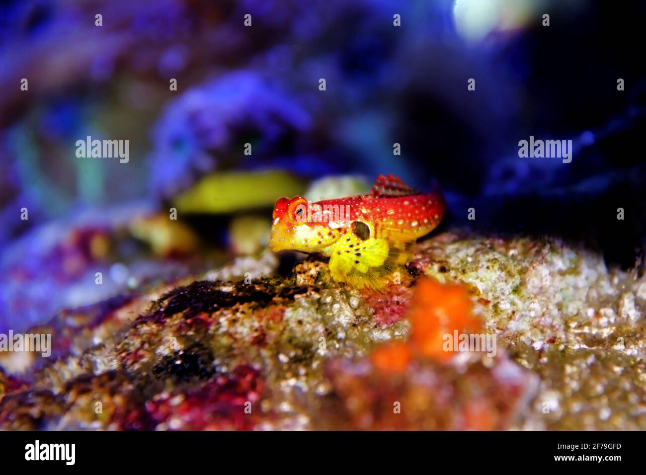 Poisson blenny à l'écume de fleurs - (Synchiropus sycorax) Banque D'Images