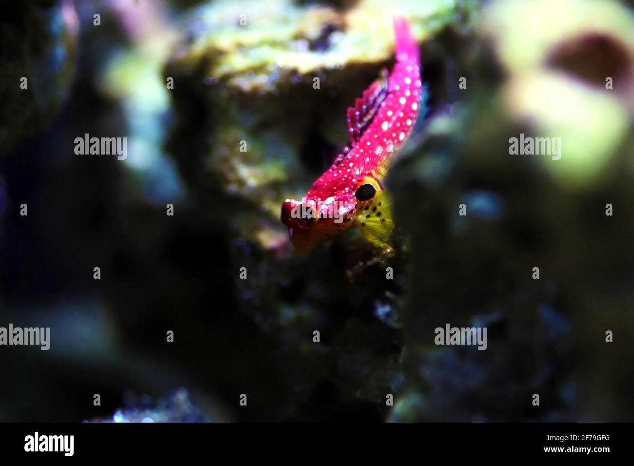 Poisson blenny à l'écume de fleurs - (Synchiropus sycorax) Banque D'Images