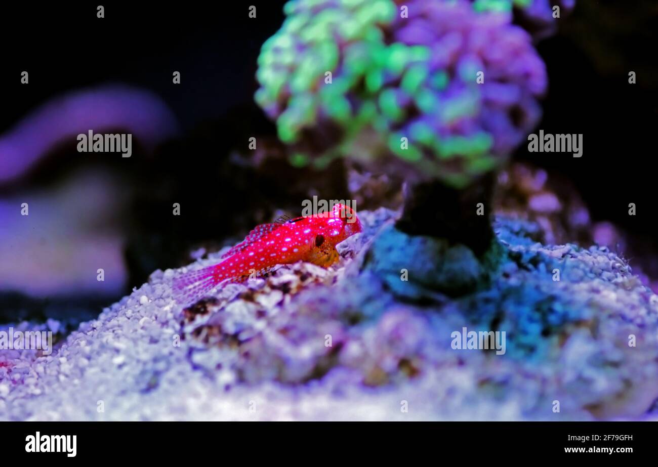 Poisson blenny à l'écume de fleurs - (Synchiropus sycorax) Banque D'Images