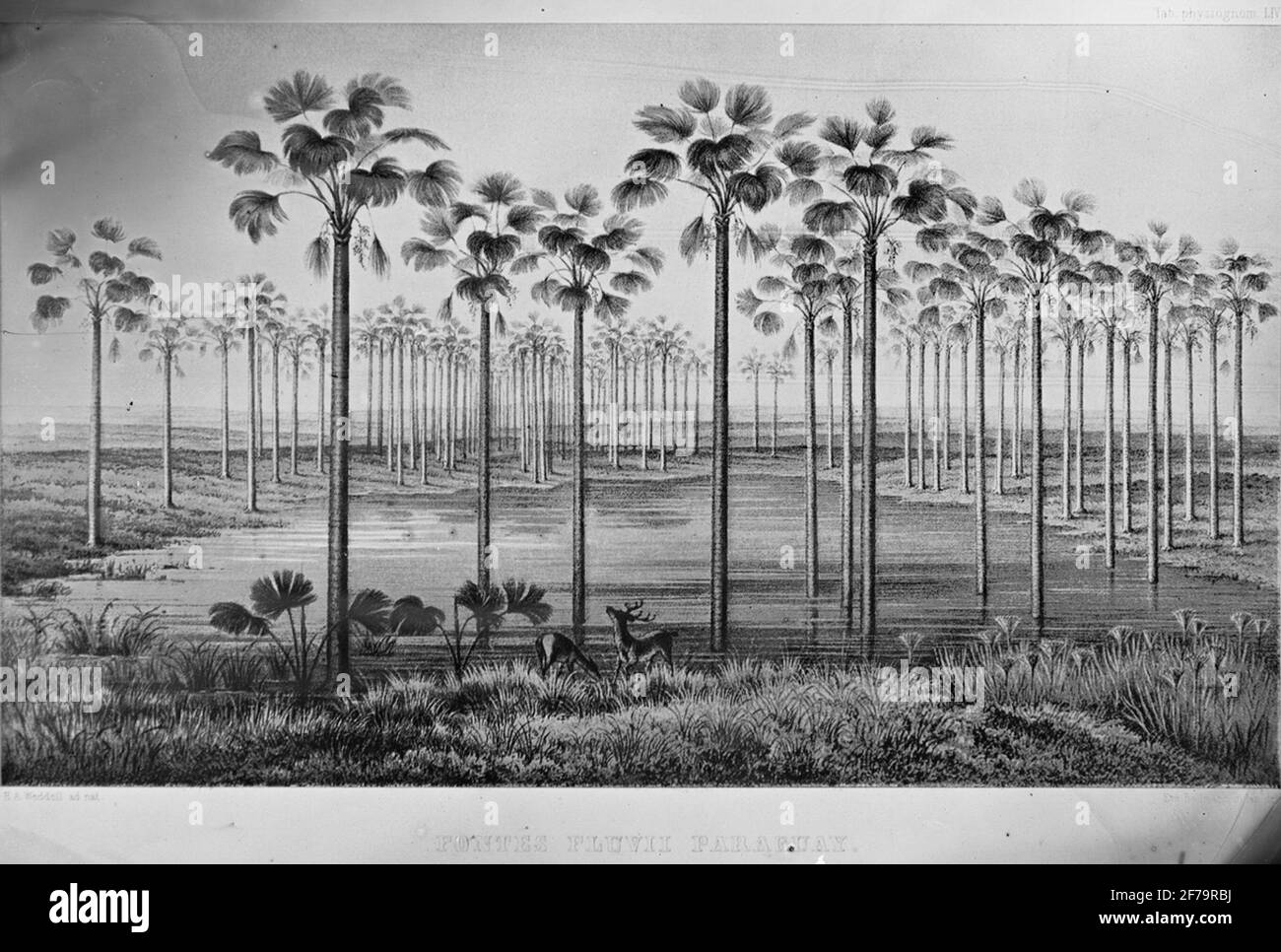 Image paléobotanique Banque D'Images