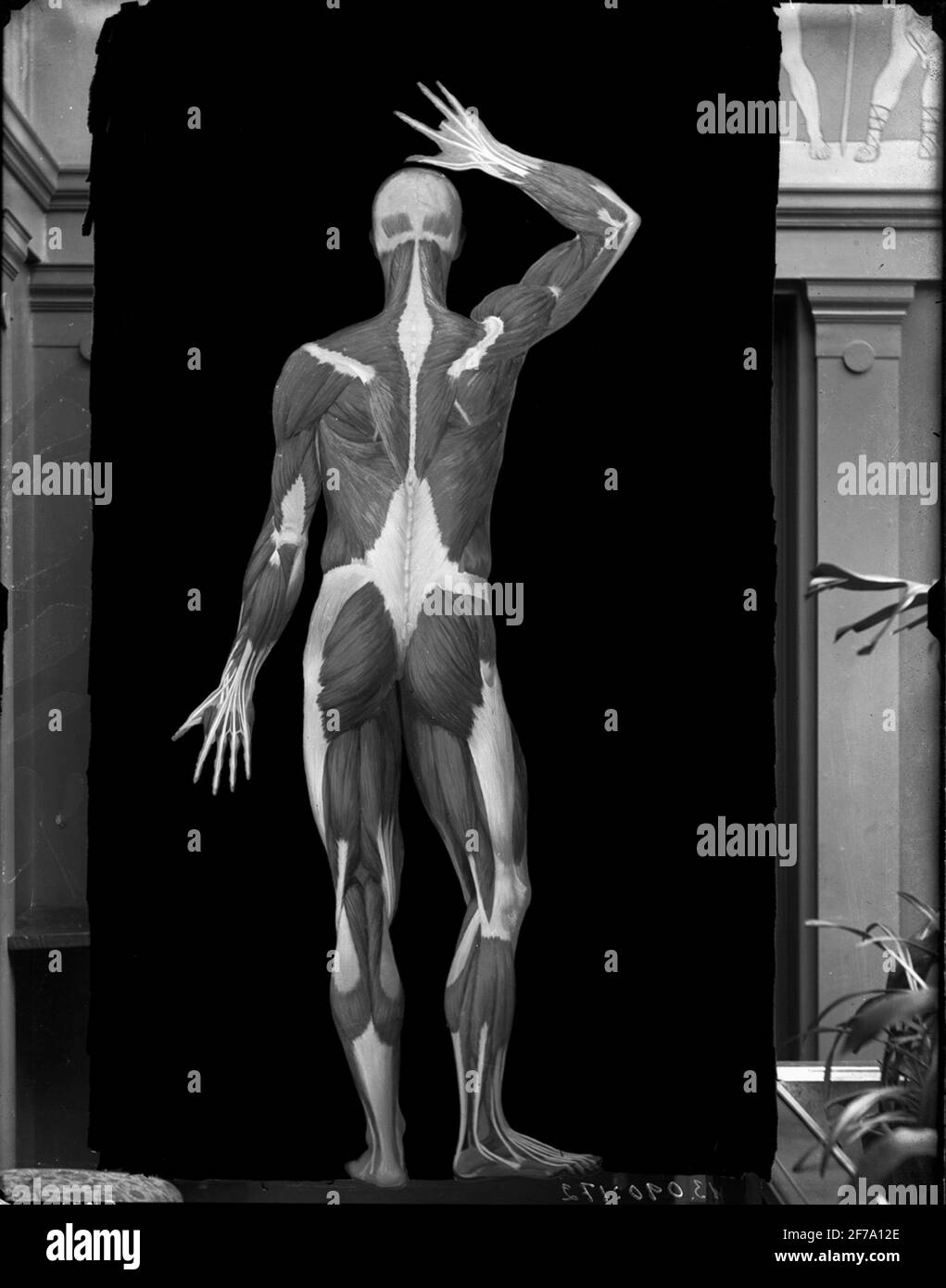 Corps de l'homme par l'arrière avec les muscles visibles et les supports sen. Banque D'Images