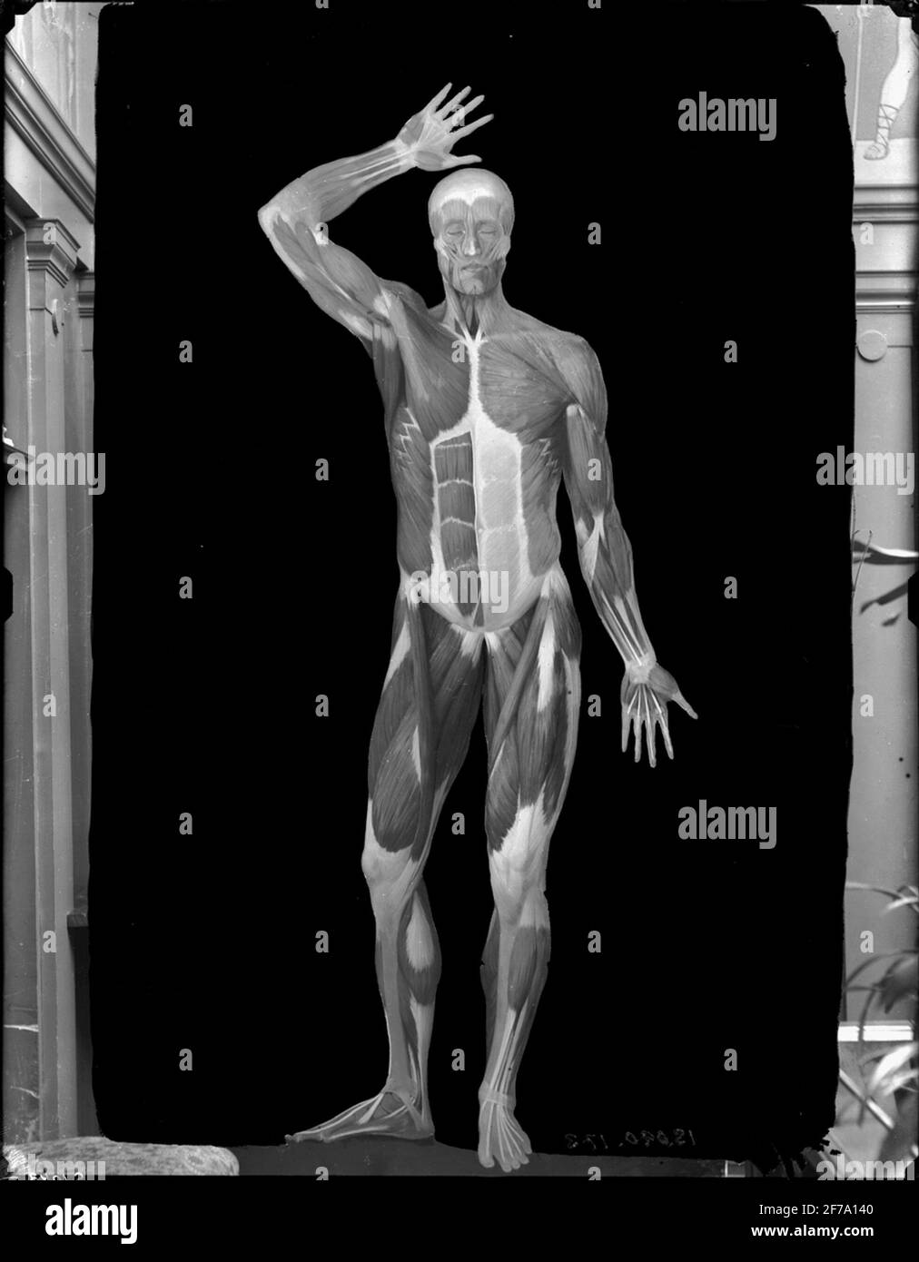 Corps de l'homme à l'avant avec muscles visibles et fixations sen. Banque D'Images