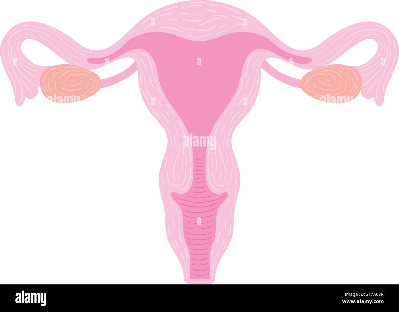 utérus femelle rose sur fond Illustration de Vecteur