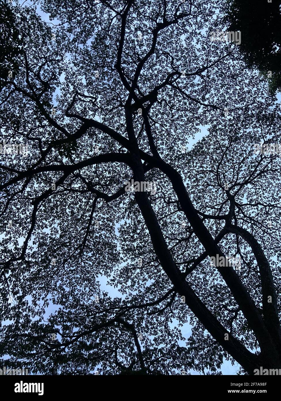 Vue à angle bas en regardant vers le haut les branches d'un arbre dans la lumière du soleil de début de matinée Banque D'Images