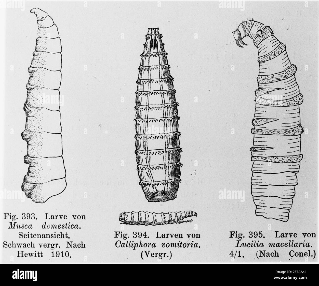 Maladies de la peau.3 St différentes larves de mouche. Banque D'Images