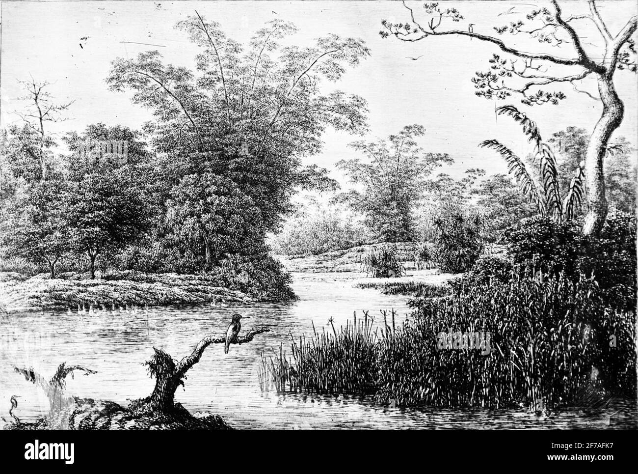 Images paléobotaniques. Banque D'Images