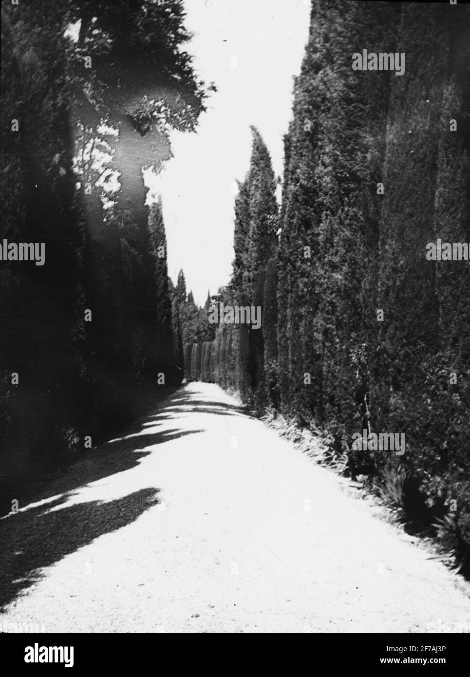 Icône SkiopT avec motifs de cypressALLÉ au Palais Generalife, Grenade l'image a été stockée dans un carton étiqueté: Höstesan 1910. Alhambra 9. N: 20. Texte sur l'image: 'Cypressallé'. Banque D'Images