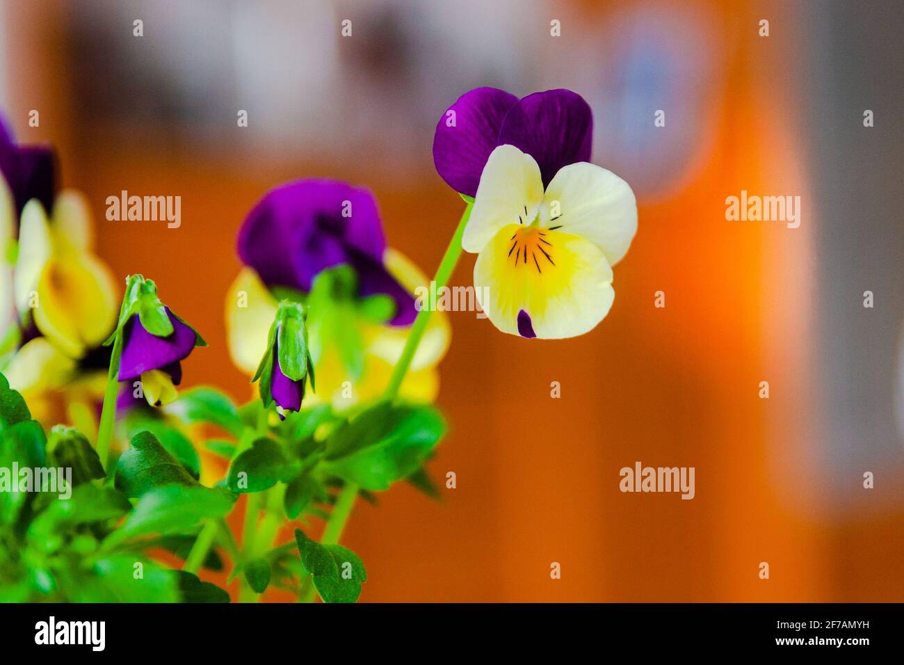 Mini-pansies jaune-violet dans une casserole. Décoration printanière. Les premières fleurs. Profondeur de champ. Banque D'Images