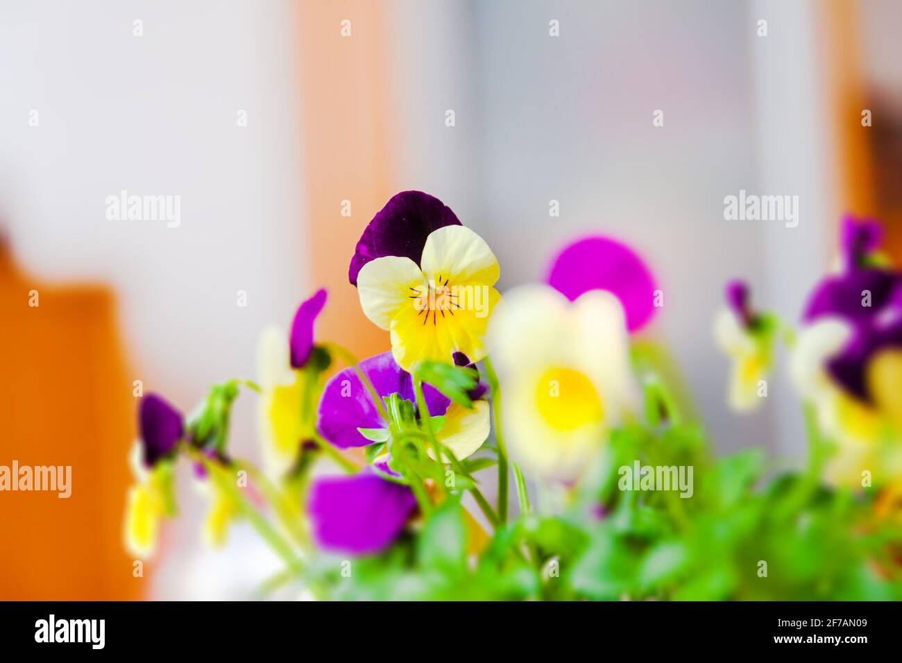 Mini-pansies jaune-violet dans une casserole. Décoration printanière. Les premières fleurs. Profondeur de champ. Banque D'Images