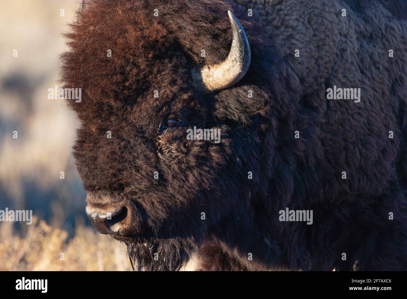 Une Bison vue sur Mormon Row dans le parc national de Grand Teton, Wyoming. 13/10/05. Banque D'Images