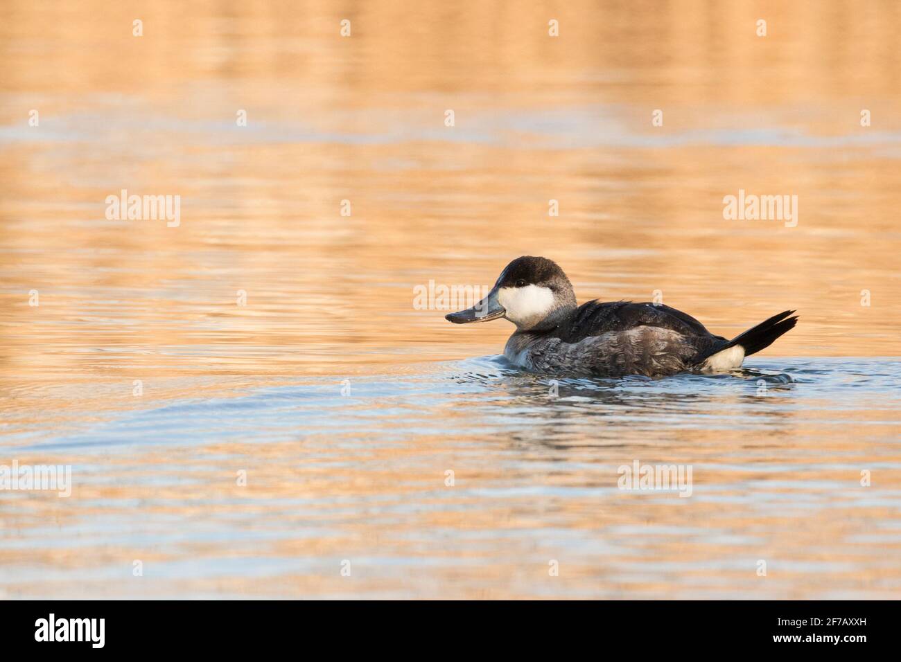 Ruddy Duck (Oxyura jamaicensis) nageant dans un ruisseau marécageux, long Island, New York Banque D'Images