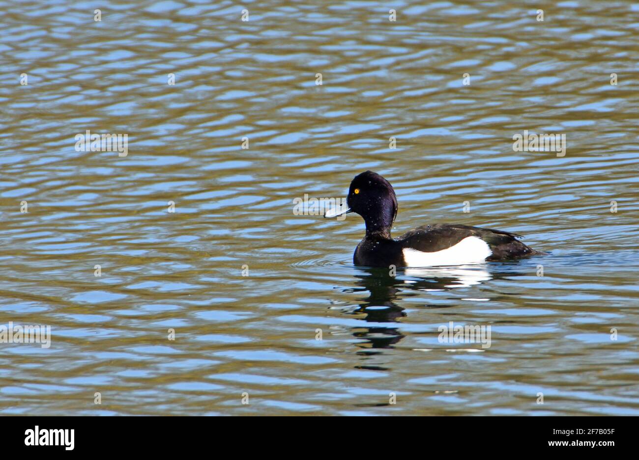 Canard touffeté nageant sur l'eau avec réflexion. Banque D'Images