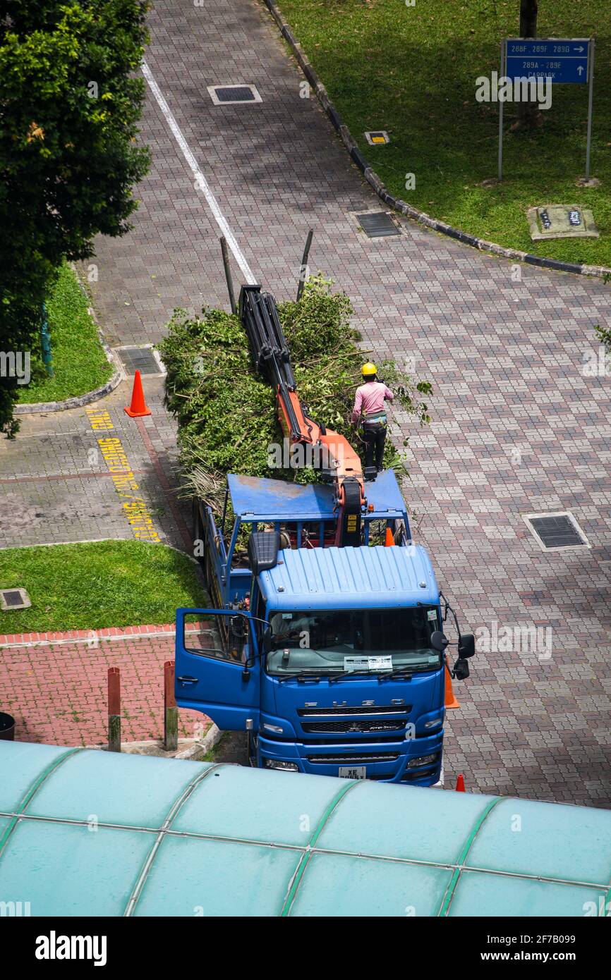 Vue verticale. Pendant le processus d'élagage des arbres, les restes des branches et des feuilles sont chargés et empilés sur le camion-grue. Banque D'Images