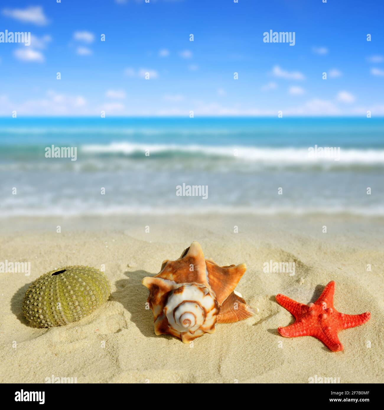 Coquillages tropicaux avec étoiles de mer sur une plage de sable. Banque D'Images