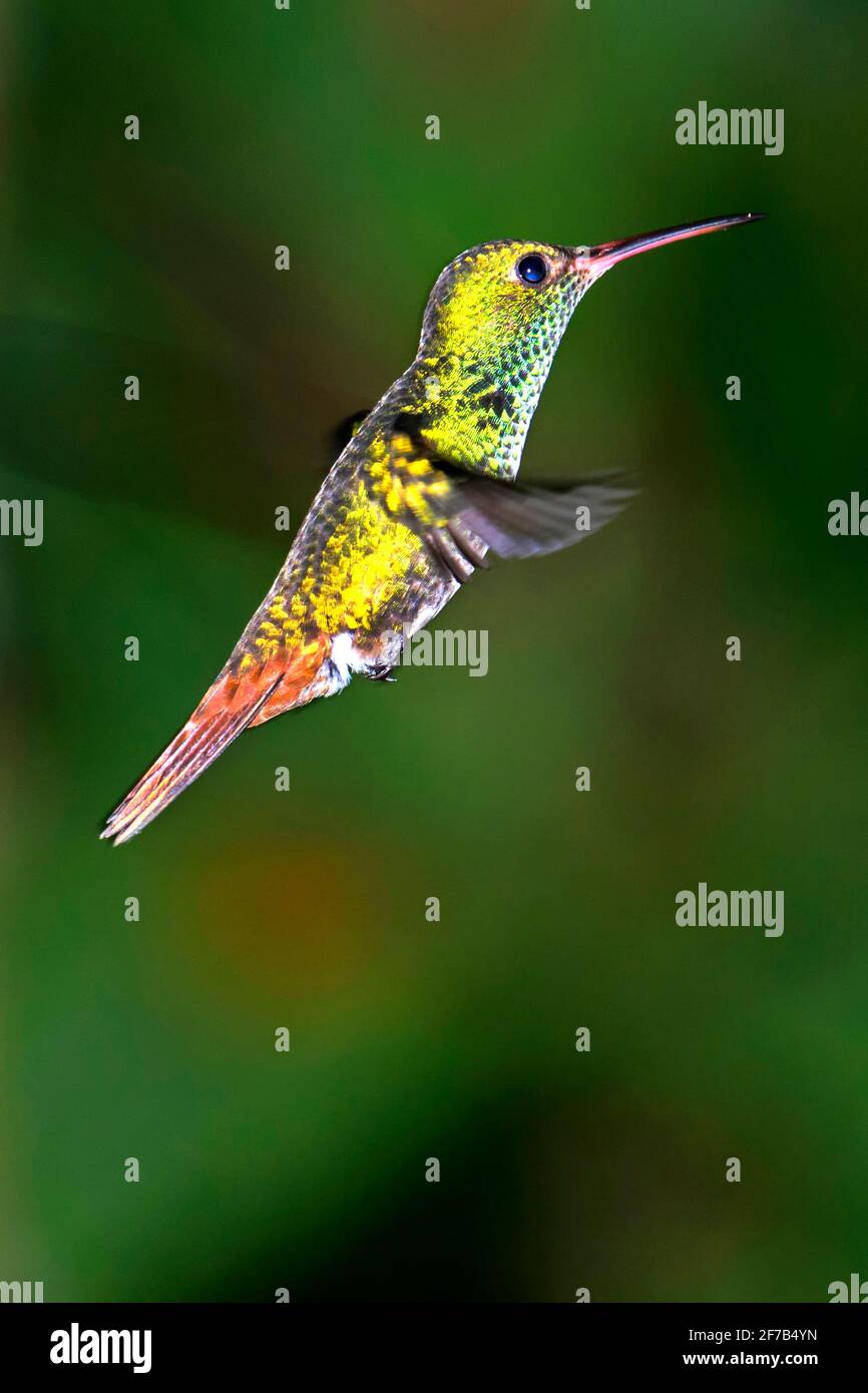 Hummingbird, Forêt tropicale, Costa Rica, Amérique centrale, Amérique Banque D'Images