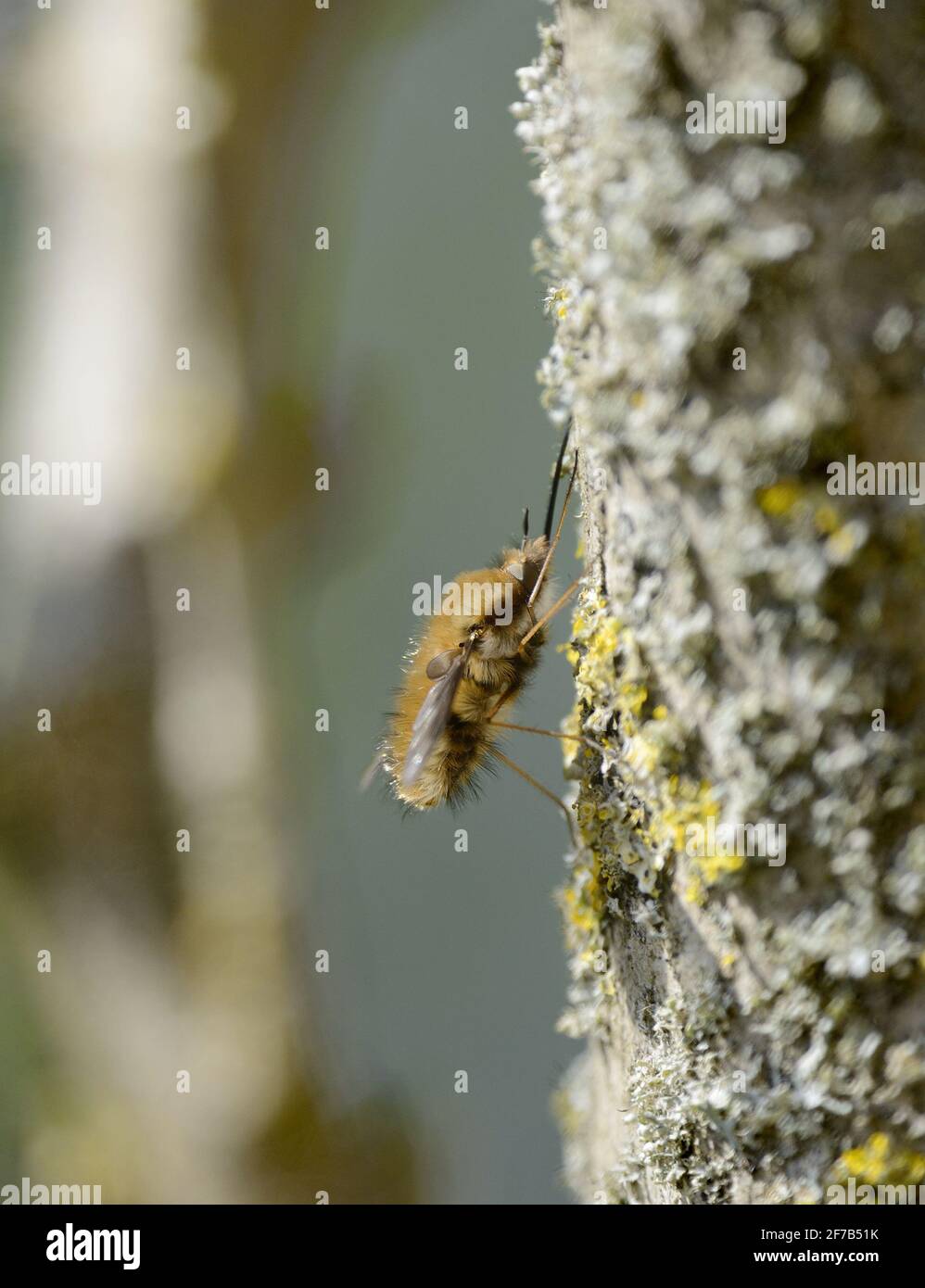 Mouche d'abeille (grande / à bordure foncée / grande mouche d'abeille: Bombylius majeur) femelle. Kent, Royaume-Uni, début avril Banque D'Images