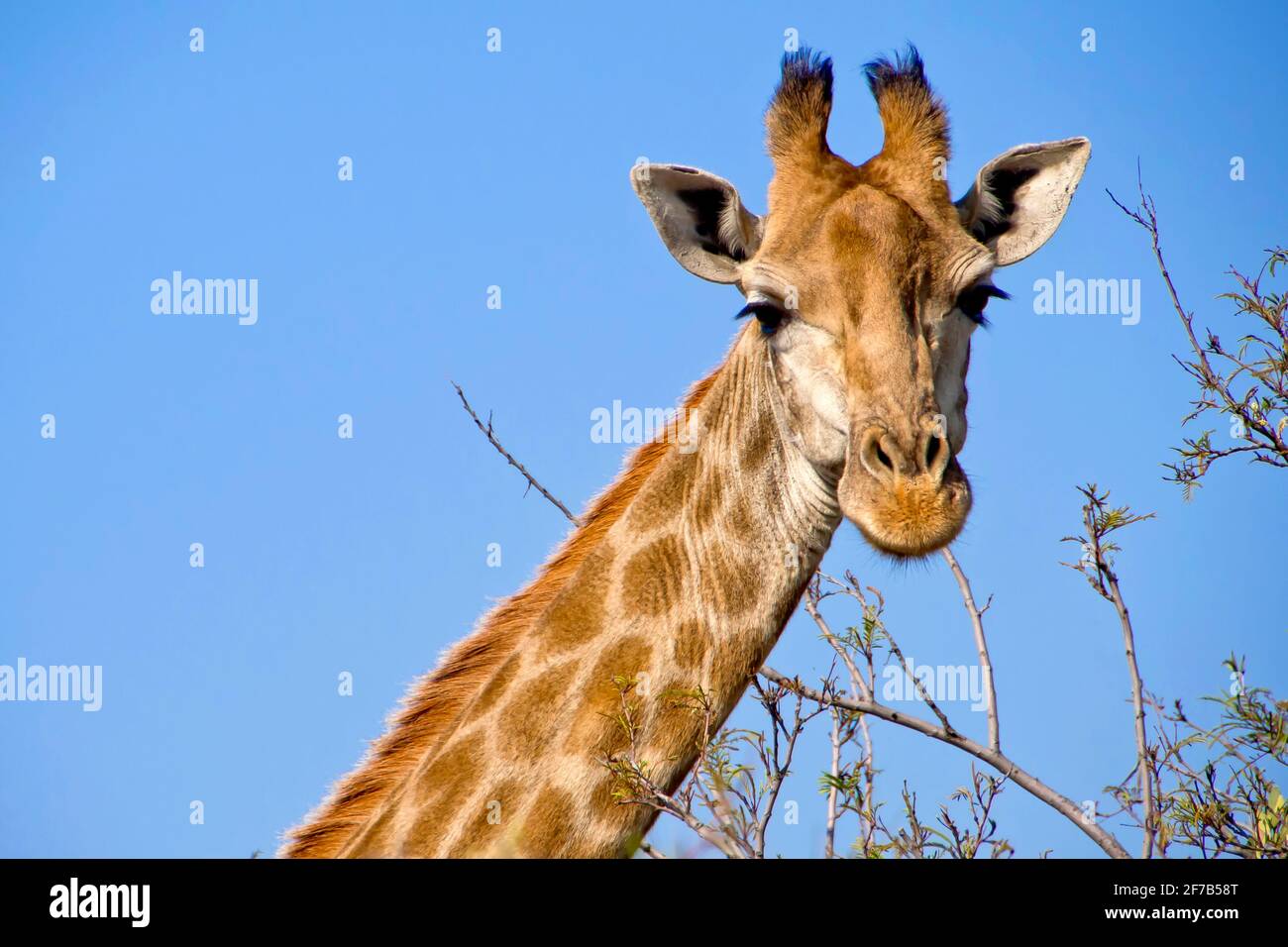 Girafe, Giraffa camelopardis, réserve naturelle, Afrique du Sud, Afrique Banque D'Images