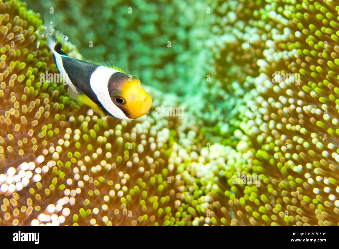 Poisson-clowfish de Panda, Amphiprion polymnus, poisson-clownfish, Anemonefish, Damiégoïste, Lembeh, Sulawesi du Nord, Indonésie, Asie Banque D'Images